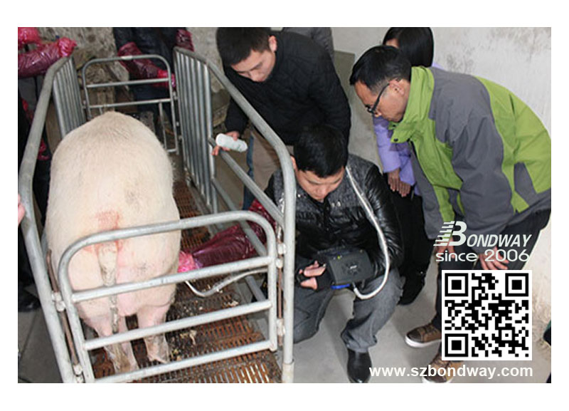 BW560V veterinary ultrasound swine reproduction imaging